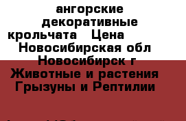 ангорские декоративные крольчата › Цена ­ 1 000 - Новосибирская обл., Новосибирск г. Животные и растения » Грызуны и Рептилии   